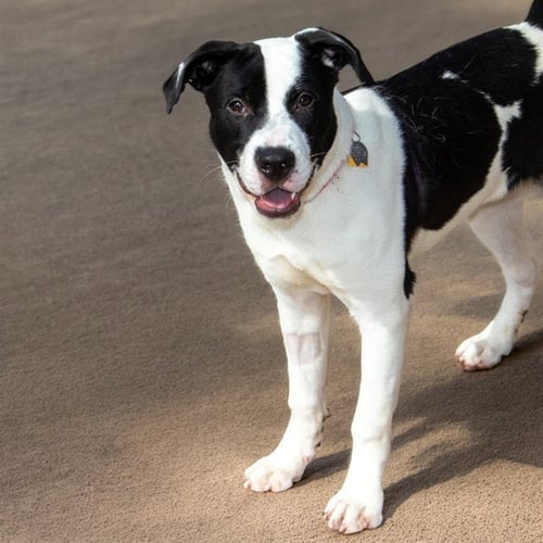 SAGUARO - Pit Bull Terrier available for adoption