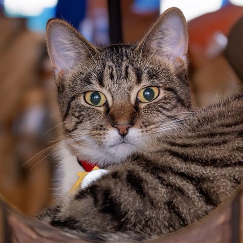 MILA - Domestic Short Hair available for adoption