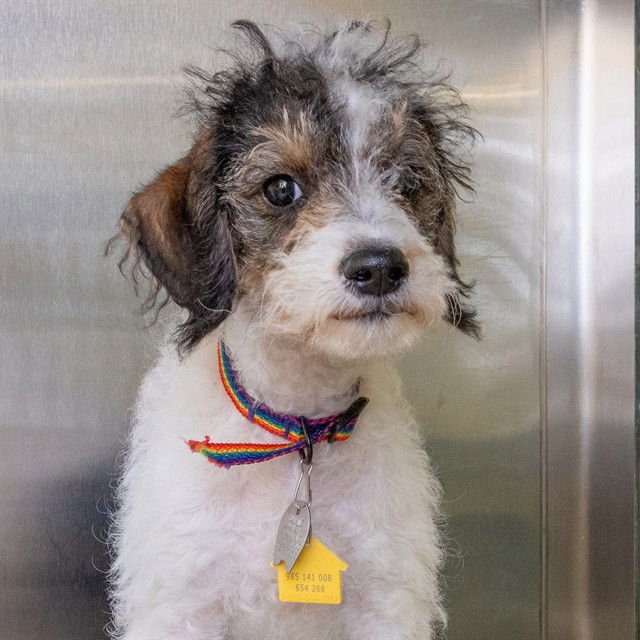 JACK - Wirehaired Fox Terrier / Poodle (Miniature) available for adoption