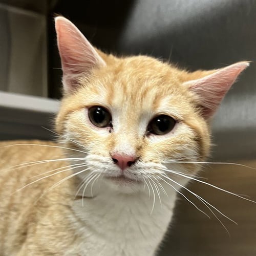 CHAMOY - Domestic Short Hair for adoption in St. Louis