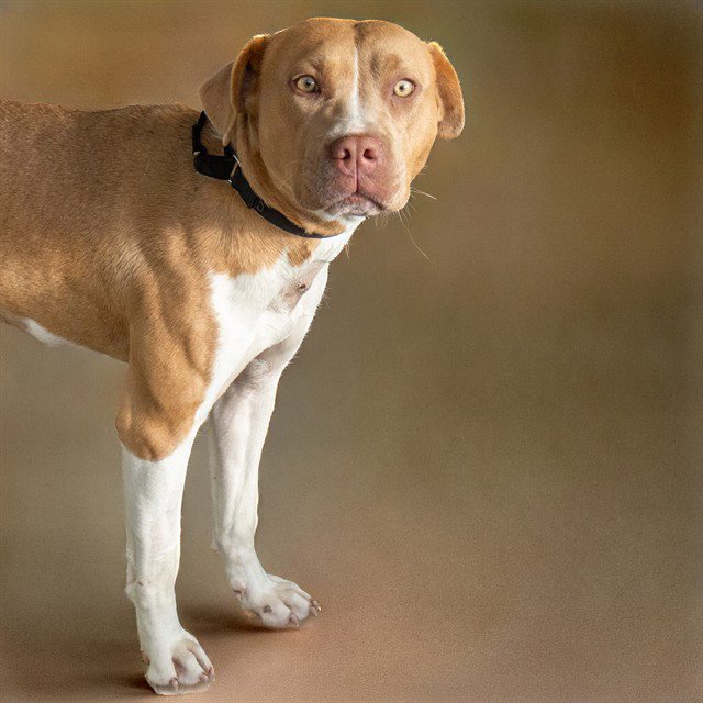 REESES CUP Image