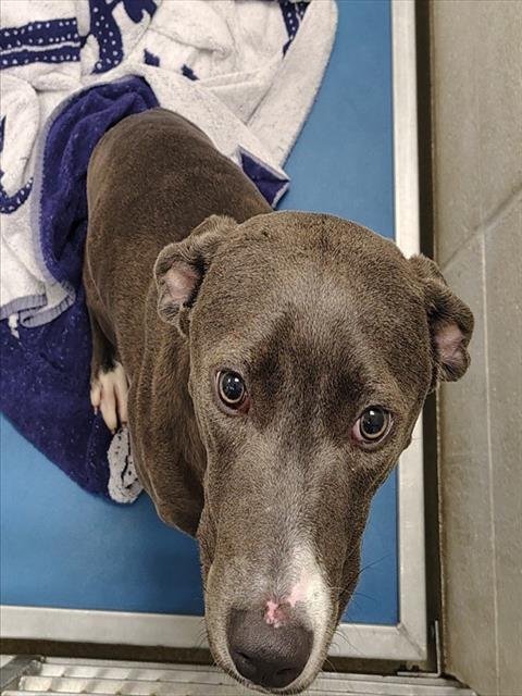 NOVA - Pit Bull Terrier available for adoption