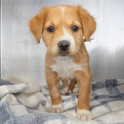 CRIA - Plott Hound available for adoption