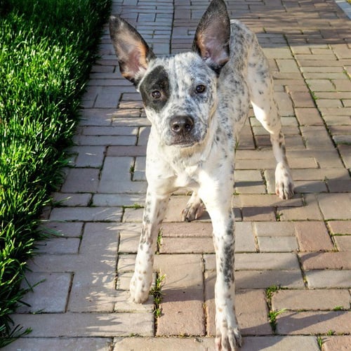 DRAKE - Pointer available for adoption