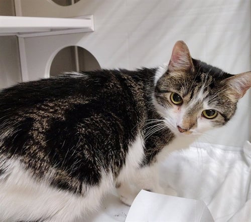 BLAZE - Domestic Medium Hair available for adoption