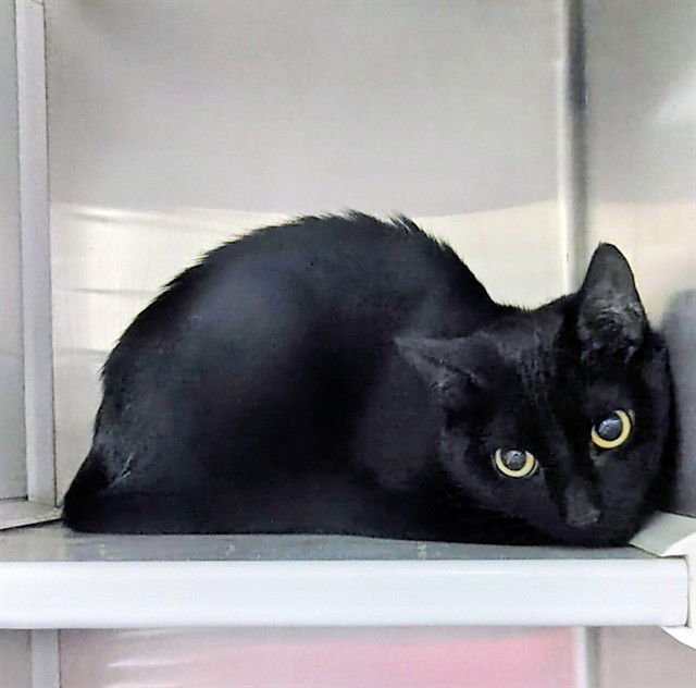 LADY - Domestic Short Hair available for adoption