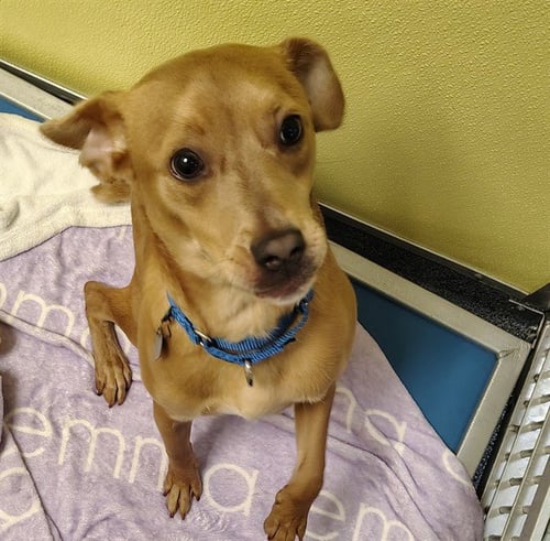 CHARLIE - Australian Cattle Dog/Blue Heeler / Beagle available for adoption