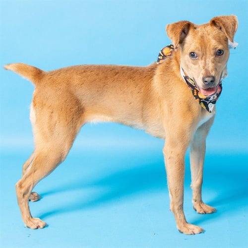 CHARLIE - Australian Cattle Dog/Blue Heeler / Beagle available for adoption