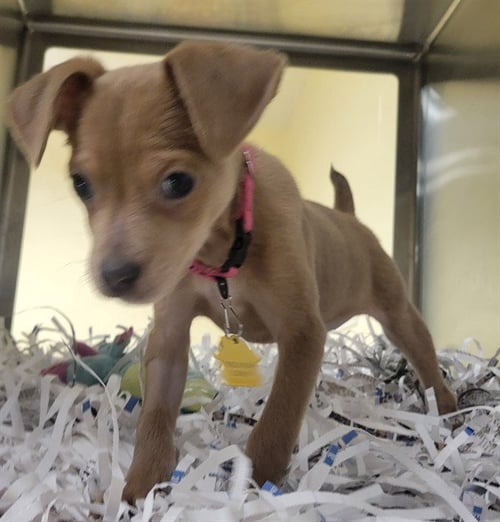 CHARLIE - Australian Cattle Dog/Blue Heeler / Beagle available for adoption