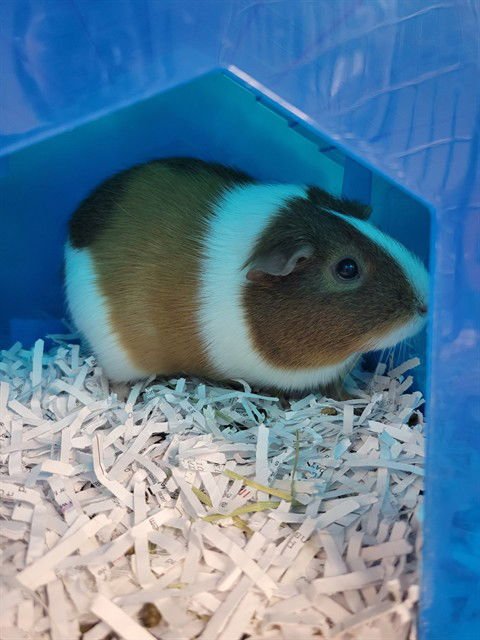 MARIE - Guinea Pig available for adoption