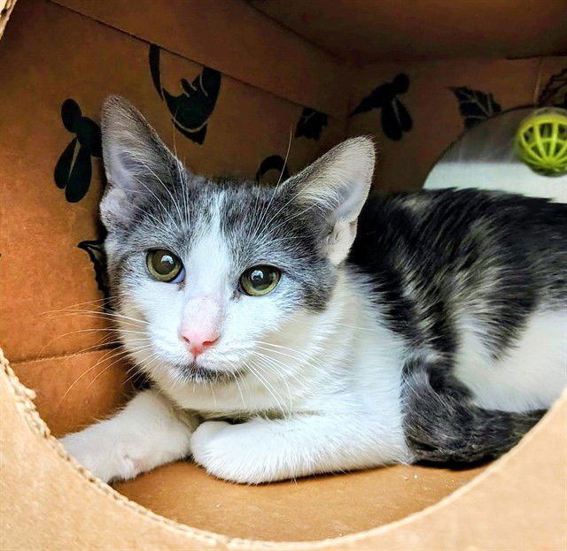 HARMONICA - Domestic Short Hair available for adoption