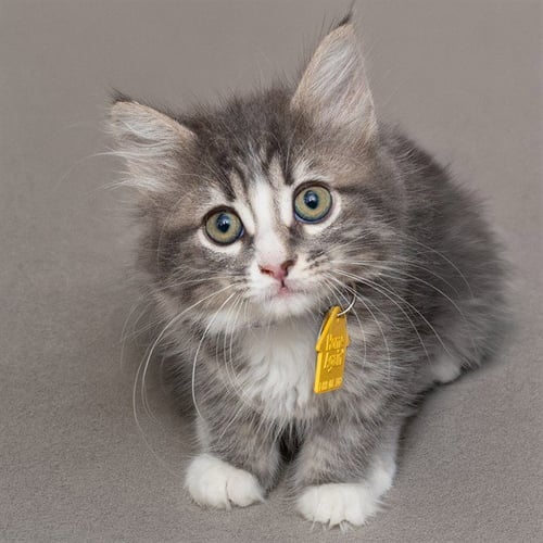DAWN - Domestic Medium Hair available for adoption