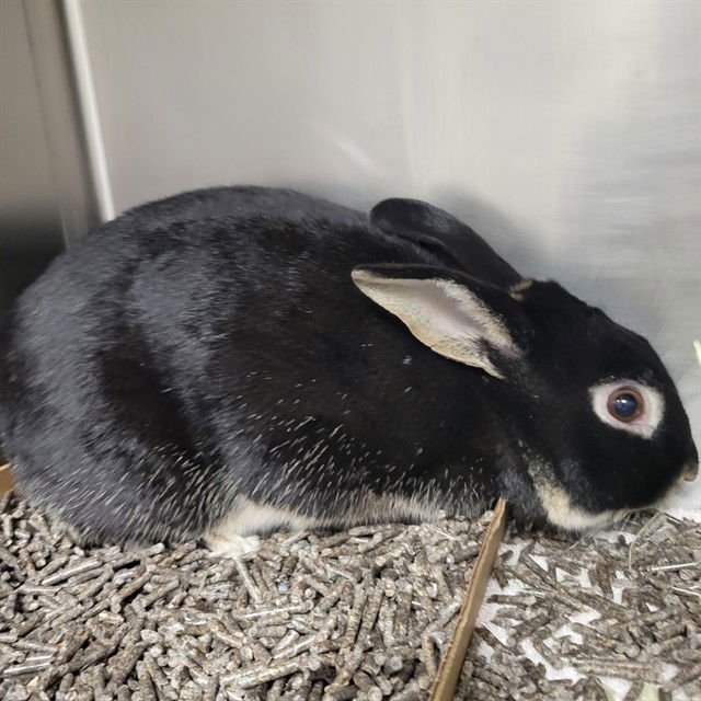 BUDDY - Shorthaired Rabbit available for adoption