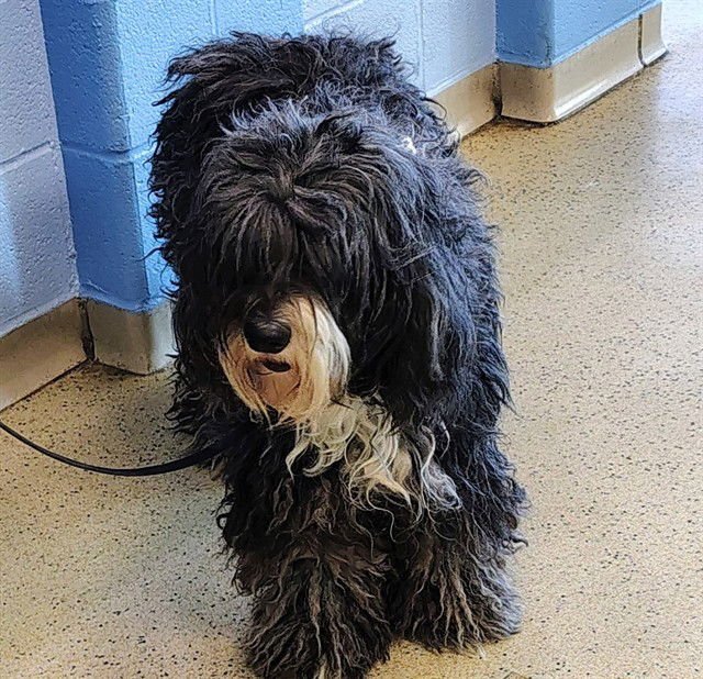 CLOVER - Bearded Collie available for adoption