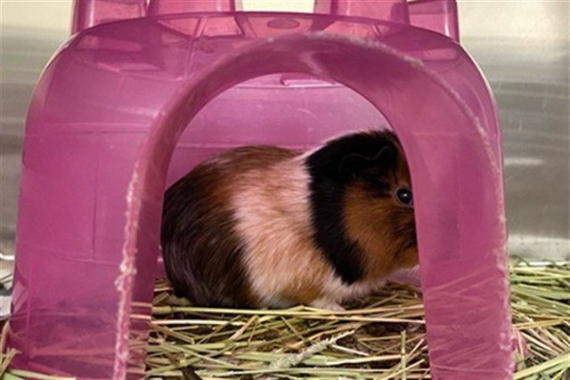 HORATIO Image