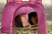 HORATIO - Photo 1
