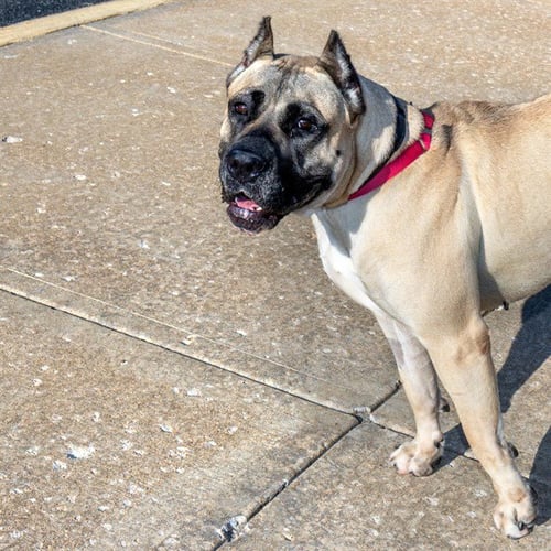 AMINA - Presa Canario available for adoption