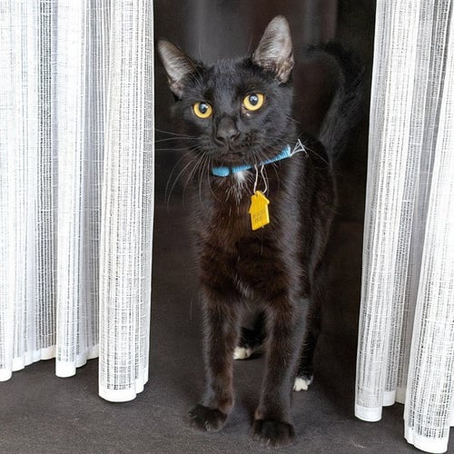 DUTCH - Domestic Short Hair for adoption in St. Louis