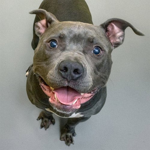 DUKE - Pit Bull Terrier available for adoption