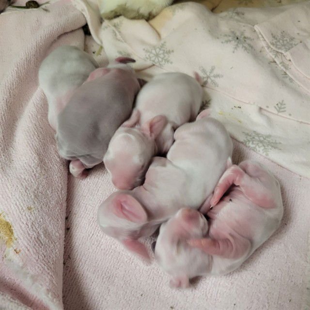 PETER - Shorthaired Rabbit available for adoption