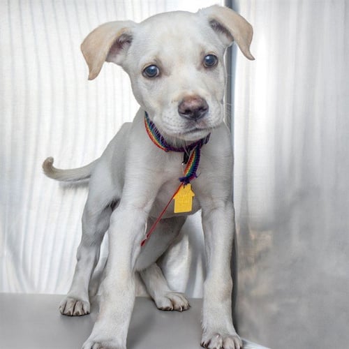 ARLO - Labrador Retriever available for adoption