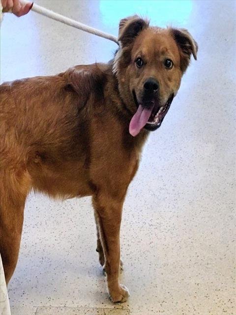 SALSA - Chow Chow / Golden Retriever available for adoption