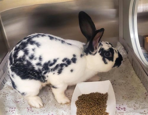 MR WHISKERS - English Spot available for adoption