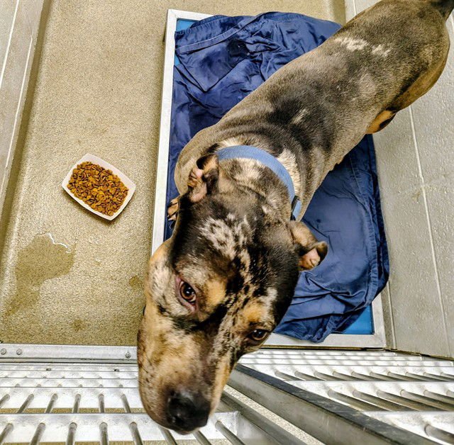 THOR - Catahoula Leopard Dog / American Bulldog available for adoption