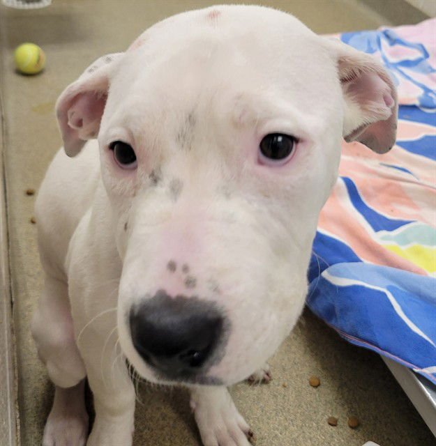 SPAGHETTI - Pit Bull Terrier available for adoption