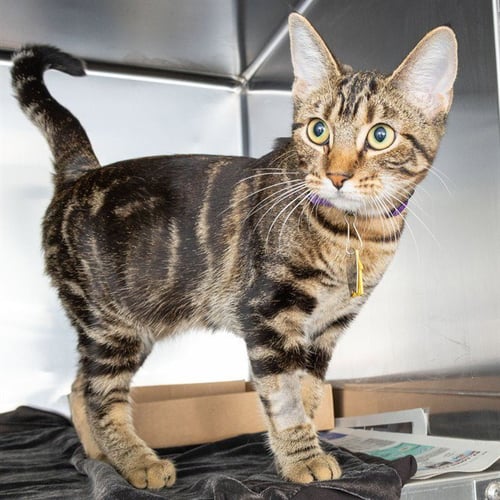 CHESTNUT - Domestic Short Hair available for adoption