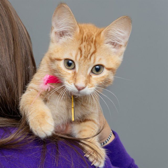 COFFEE - Domestic Short Hair available for adoption