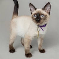 CAPPUCCINO - Photo 1