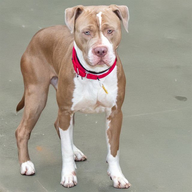 BRUNO - Pit Bull Terrier available for adoption