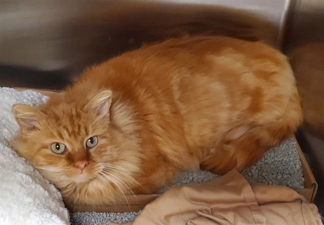 SPENCER - Domestic Long Hair available for adoption