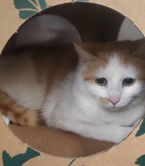 CANTERBURY - Domestic Short Hair available for adoption