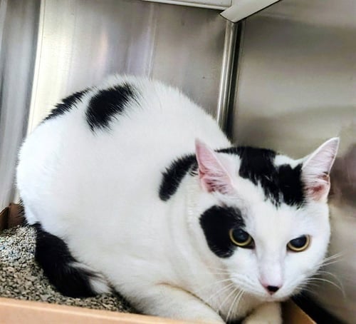 LUNA - Domestic Short Hair available for adoption