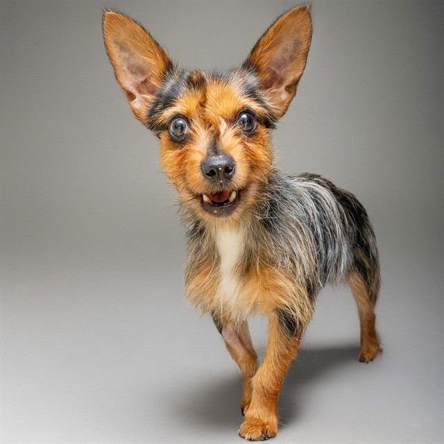 GINGERBREAD - Yorkshire Terrier Yorkie available for adoption