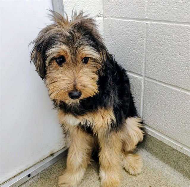 BIRDIE - Bearded Collie available for adoption