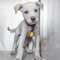 ARLO - Photo 1