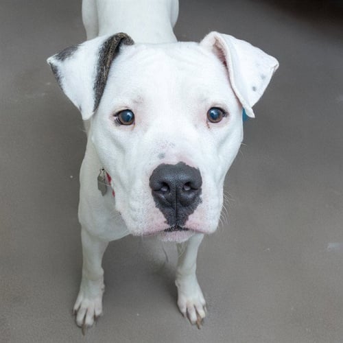 DORY - American Bulldog available for adoption
