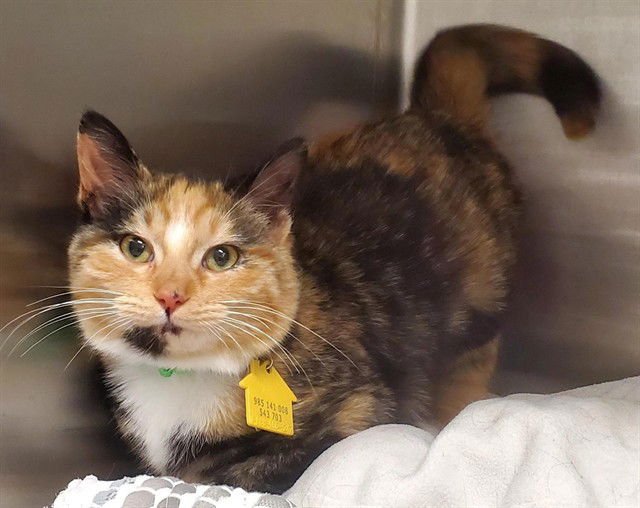 SAKURA - Domestic Short Hair available for adoption