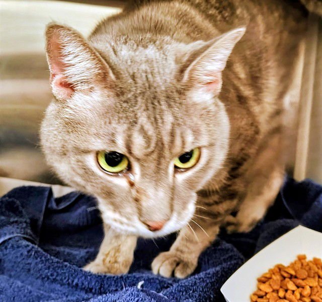 FRENCH ONION - Domestic Short Hair available for adoption