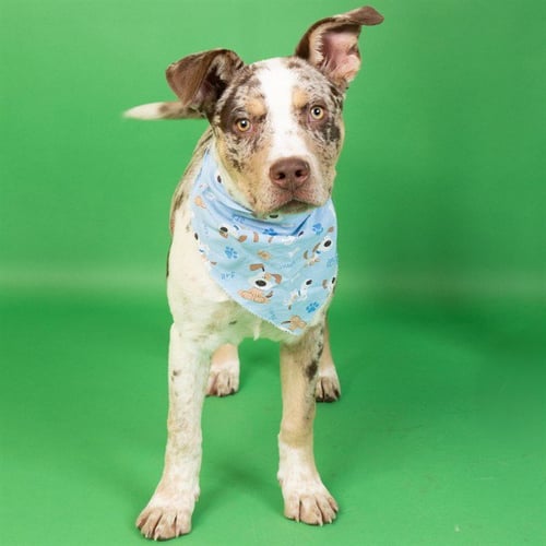 ASTER - Catahoula Leopard Dog available for adoption