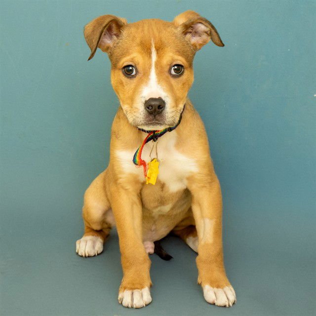 CADBURY - Labrador Retriever available for adoption