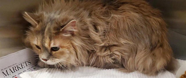 NALA - Domestic Long Hair available for adoption