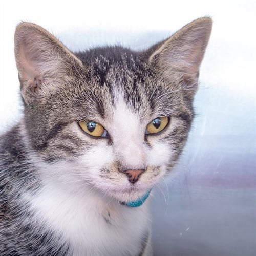 BELA LUGOSI - Domestic Short Hair available for adoption