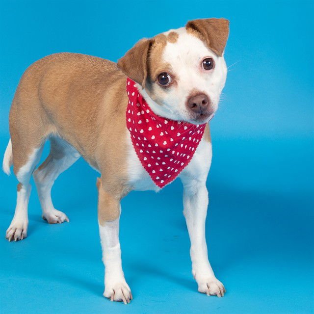 SUSIE - Parson Russell Terrier available for adoption