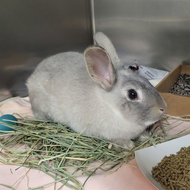 BLOSSOM - Shorthaired Rabbit available for adoption
