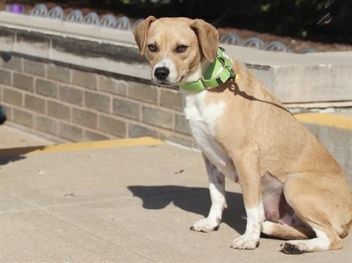 FRANNIE - Beagle available for adoption