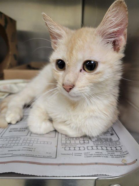 ICE CUBE - Domestic Short Hair available for adoption